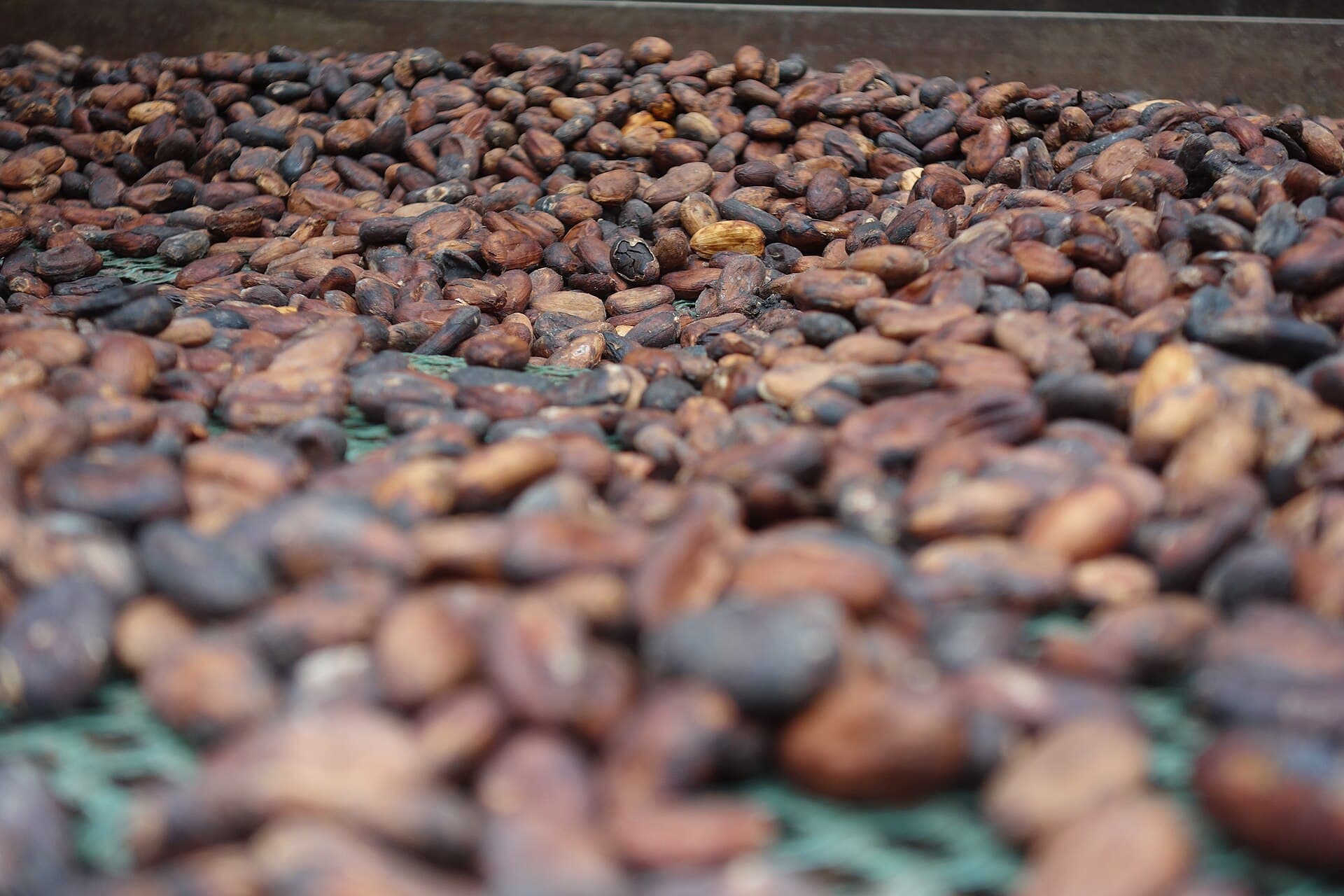 Cocoa Beans