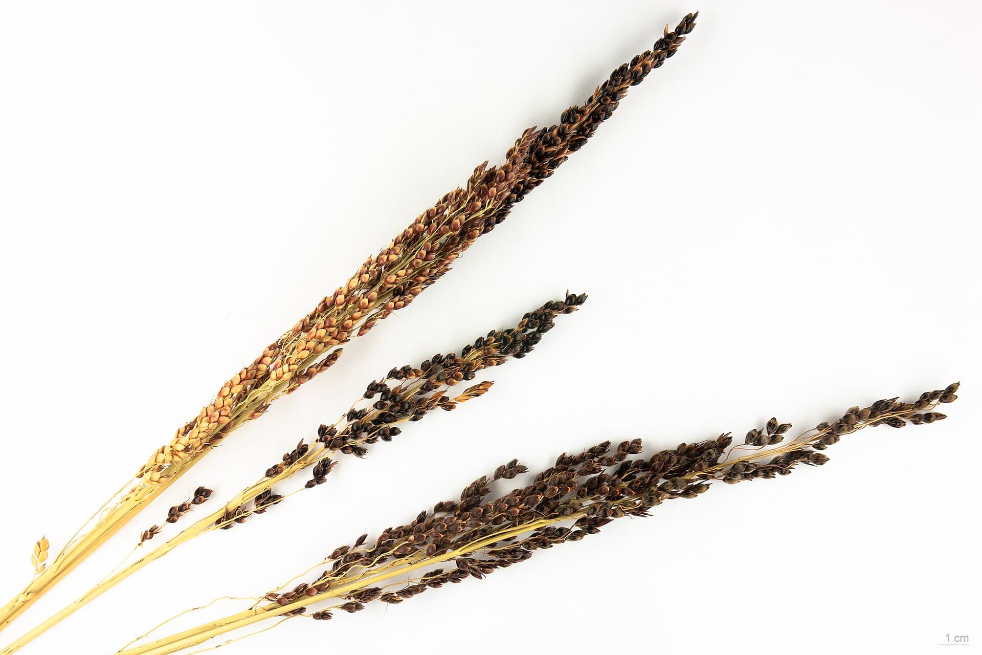 Guinea Corn (Sorghum)