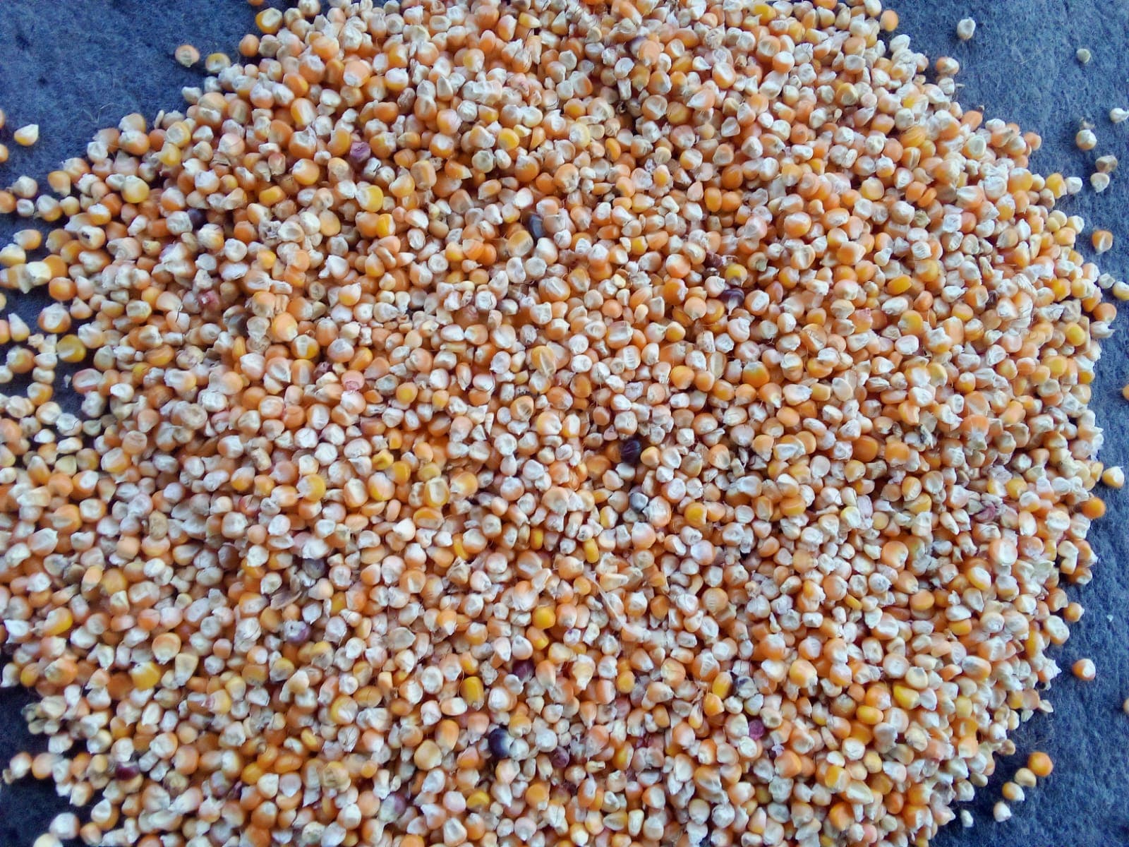 Maize