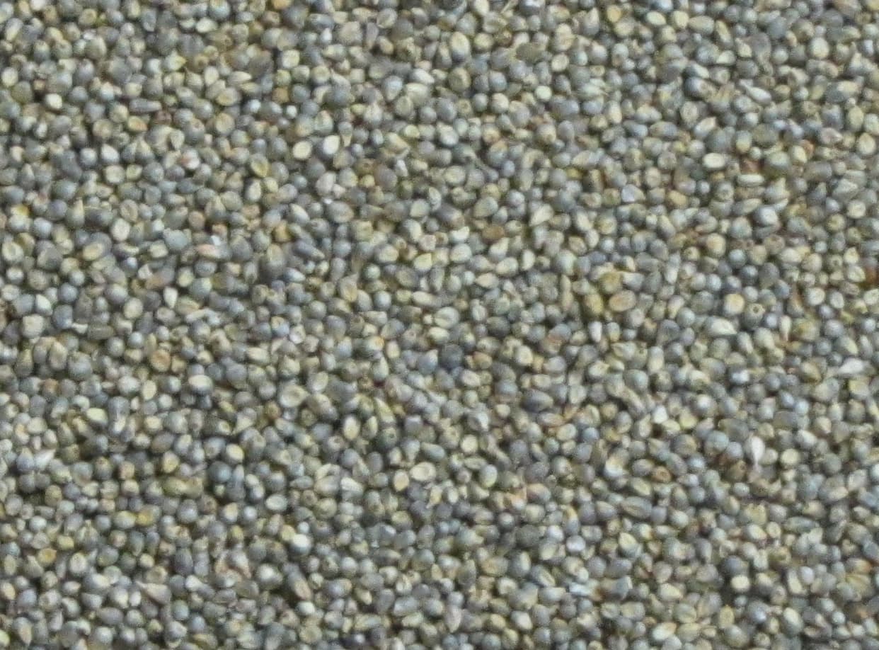 Millet