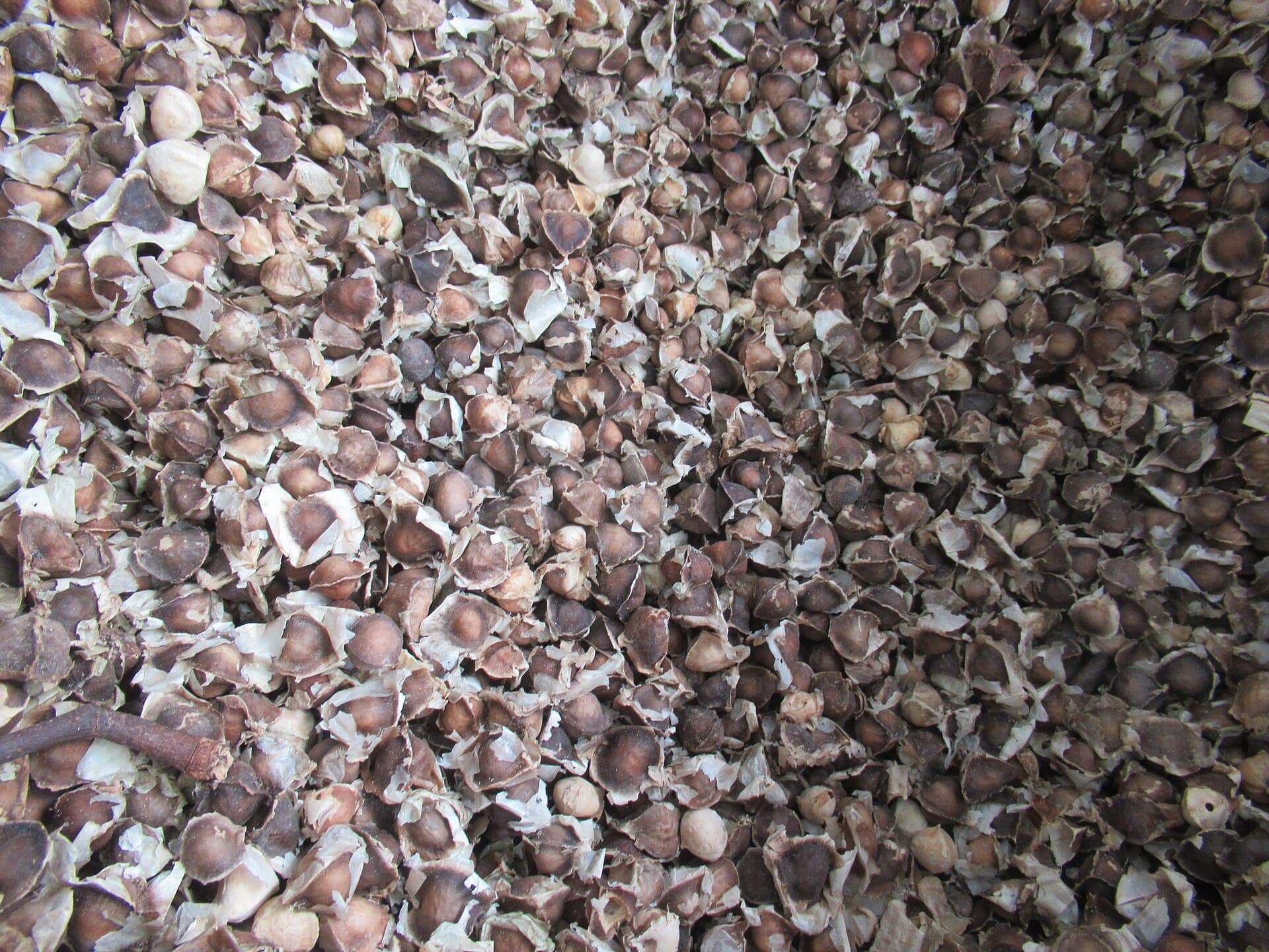 Moringa Seeds