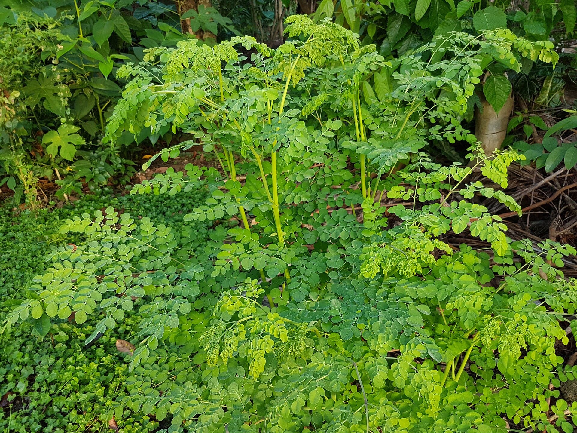 Moringa Leaf