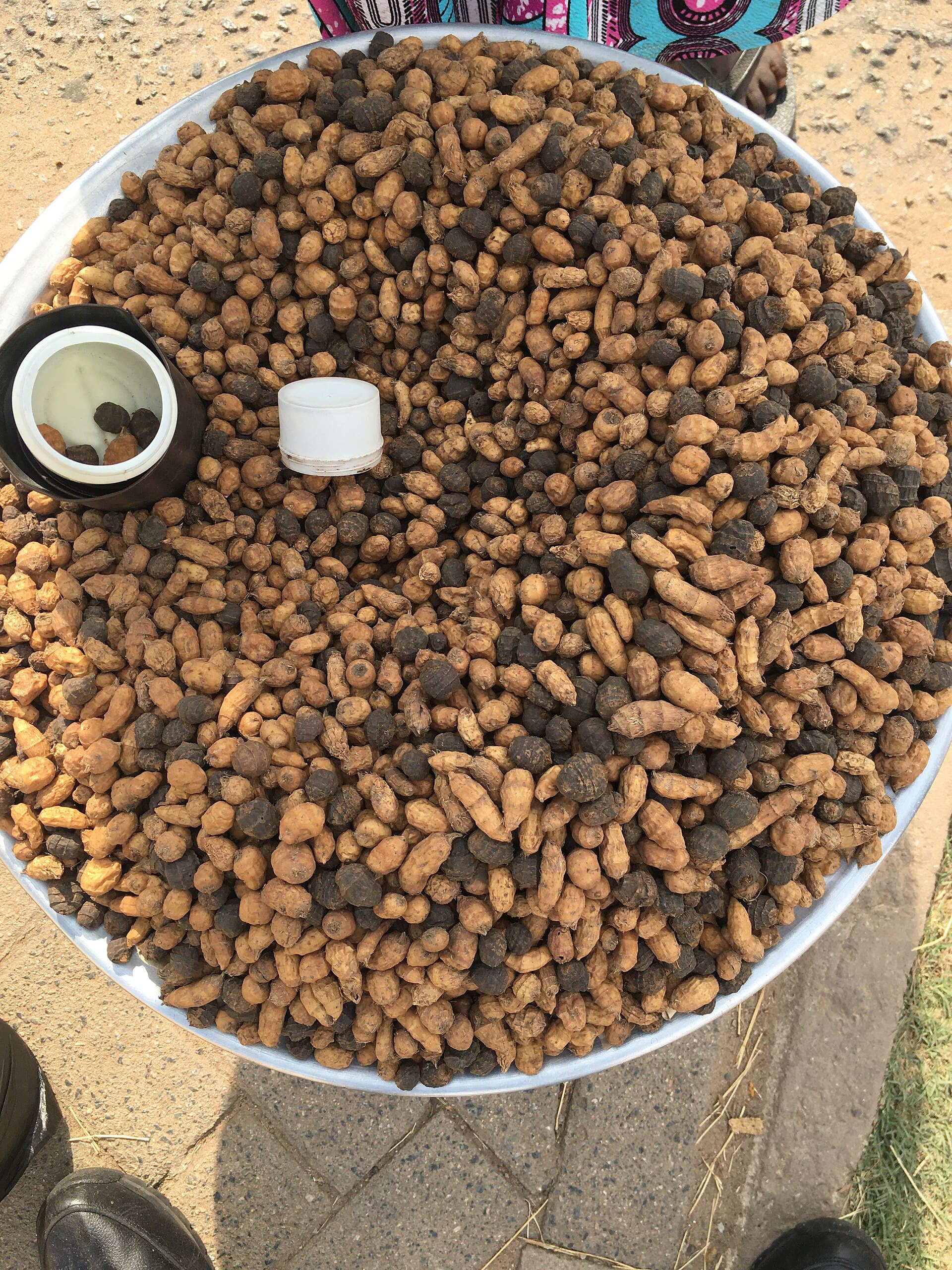 Tiger Nut